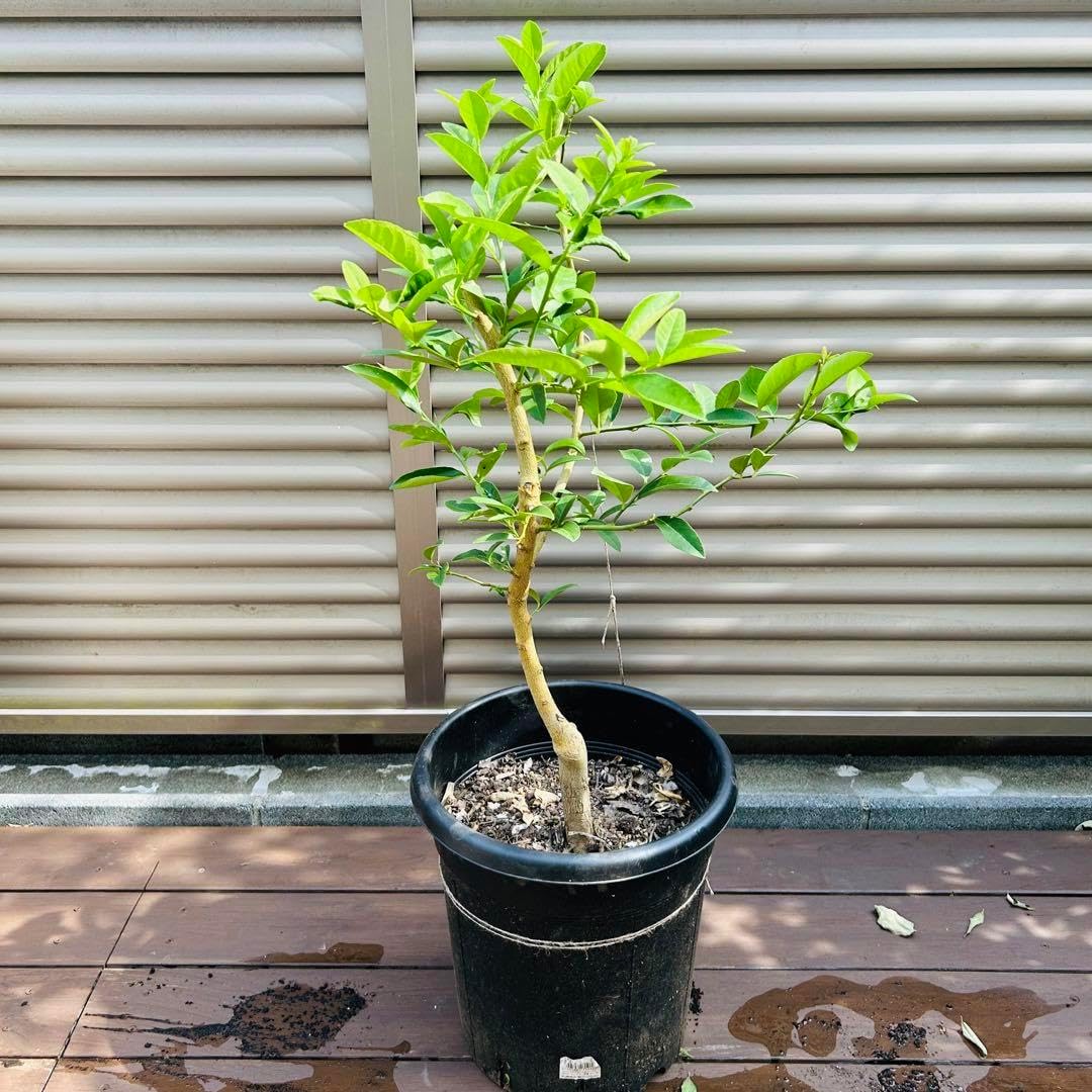 【稀少】 パキスタンレモン (香水)2年生苗 （長レモン） 稀少】 パキスタンレモン (香水)2年生苗 （長レモン）